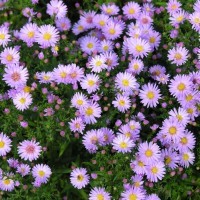 aster flowers picture