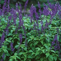 sage flowers picture